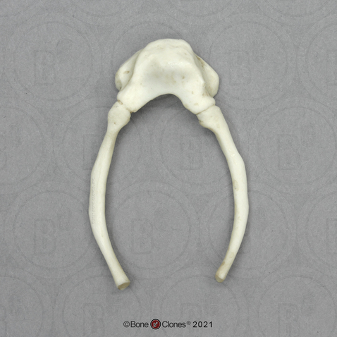 Male Chimp Hyoid