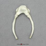 Male Chimp Hyoid