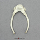 Male Chimp Hyoid