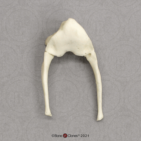 Female Gorilla Hyoid