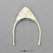 Female Chimp Hyoid