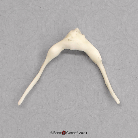 Siamang Hyoid