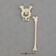 Indri Lemur Pelvis and Femur Set