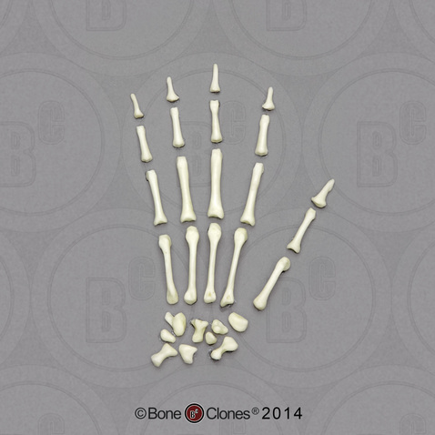 Capuchin Disarticulated Hand