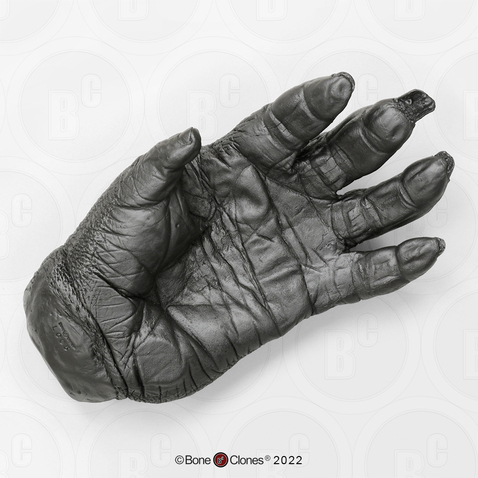 Gorilla Hand, male, left (Life Cast)