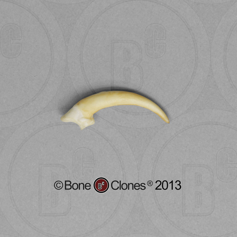 Barn Owl Talon