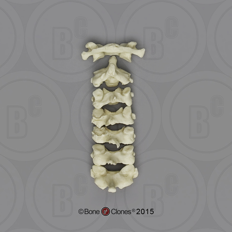 Human Female European Cervical Vertebrae, set of 7