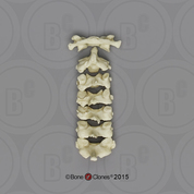 Human Female European Cervical Vertebrae, set of 7