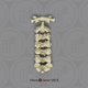 Human Female European Cervical Vertebrae, set of 7