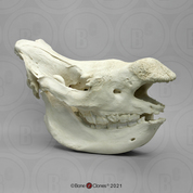 White Rhino Skull Without Horns