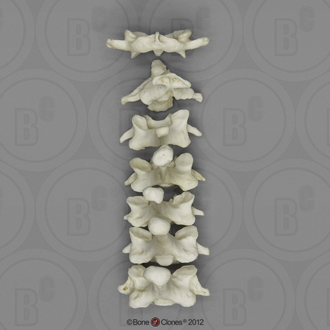 Gorilla Cervical Vertebrae, Set of 7