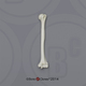 Human African-American Female Humerus