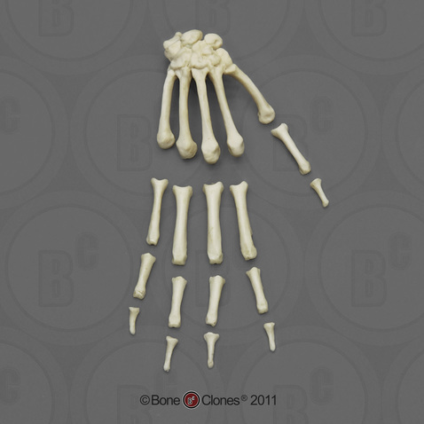 Capuchin Hand, Semi-articulated