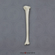 Human African-American Female Left Tibia