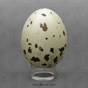 Marbled Murrelet Egg