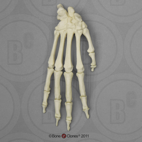 Articulated Hand