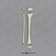 14 mo Child Tibia and Fibula