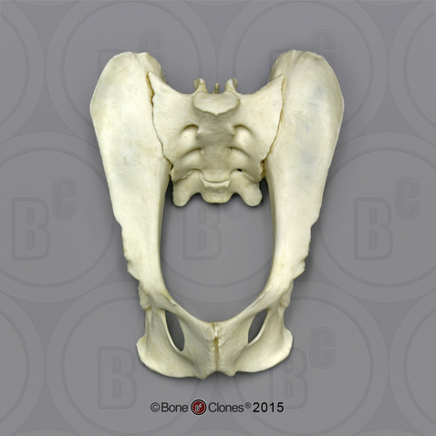 Black Spider Monkey Pelvis, Articulated