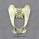 Black Spider Monkey Pelvis, Articulated