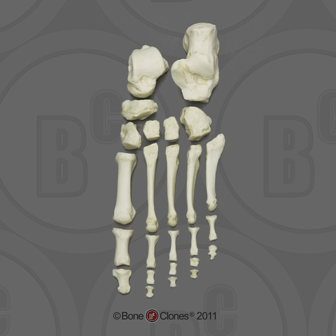 Human Adult Male Foot, disarticulated