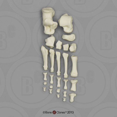 Human Adult Female Foot, Disarticulated