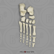 Human Adult Female Foot, Disarticulated