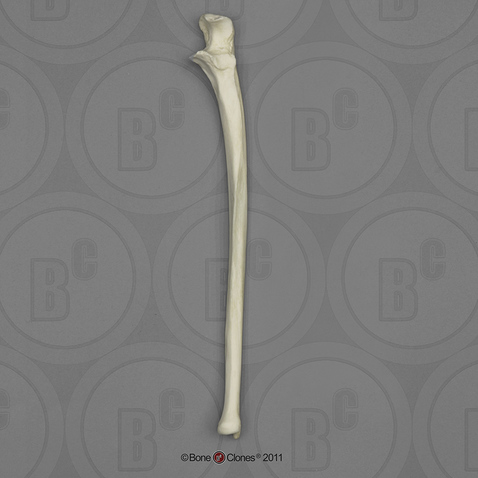 Human Male Asian Ulna