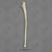 Human Male Asian Ulna