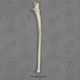 Human Male Asian Ulna