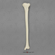 Human Male Asian Tibia