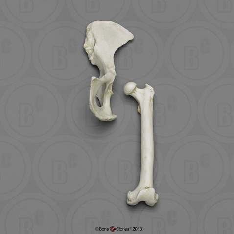 Male Chimpanzee Innominate & Femur Set