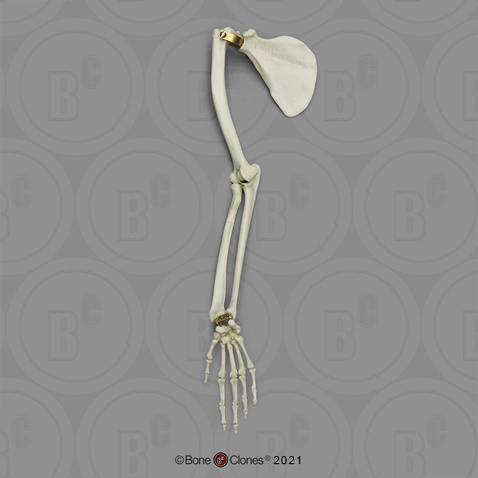 Vervet Arm, Articulated with Scapula