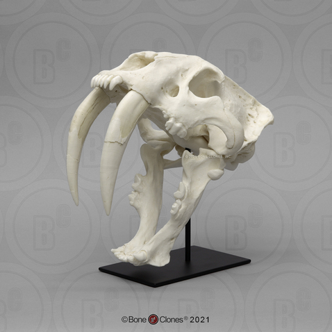 Sabertooth Cat, Deluxe Smilodon Skull Antique