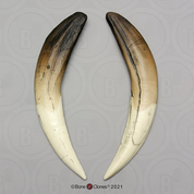 Sabertooth Cat, Smilodon Sabers (pair)