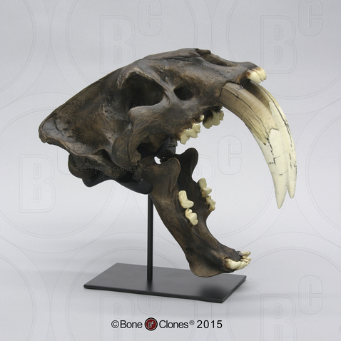 Sabertooth Cat, Deluxe Smilodon Skull Tarpit