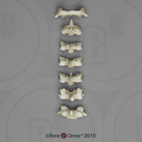 Bonobo Cervical Vertebrae, set of 7