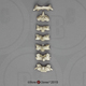 Bonobo Cervical Vertebrae, set of 7