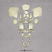 Disarticulated Human Fetal Skull Full Term