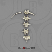 Bonobo Lumbar Vertebrae, set of 5