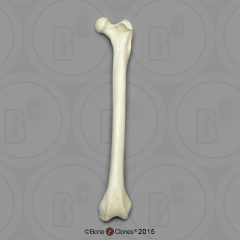 Capuchin Femur