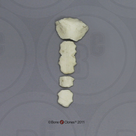 Human Adolescent Sternum (4 pieces)