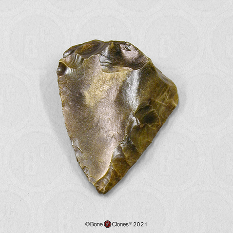 Fossil Hominid Tool Levallois Blade