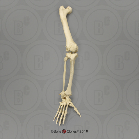 Gorilla Leg, Articulated with Articulated Rigid Foot