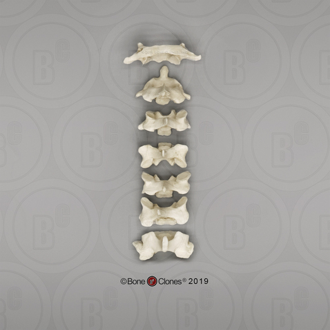 Siamang Cervical Vertebrae, set of 7