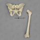 Human Male European Pelvis and Femur Set