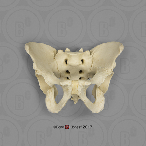 Human Male European Pelvis, Articulated