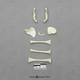 Human Fetal 9 Months Set of 8 Postcranial Bones