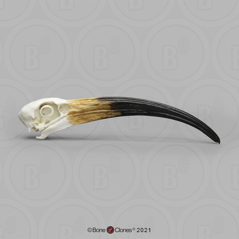 Sacred Ibis Skull