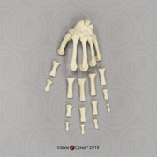 Human Female European Hand, Semi-articulated