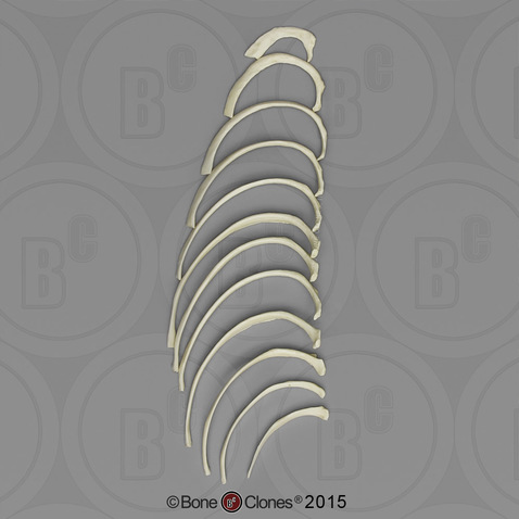 Human Female European Ribs, Set of 12 (one side)